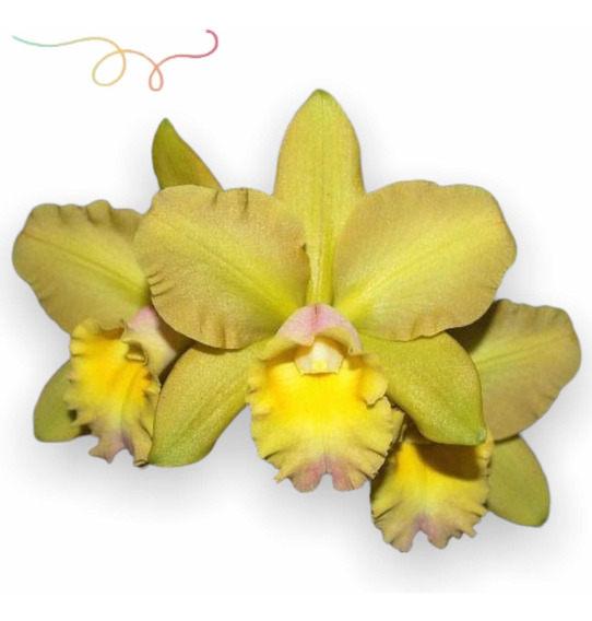 Orquidea Cattleya Adulta Amarela | MercadoLivre 📦