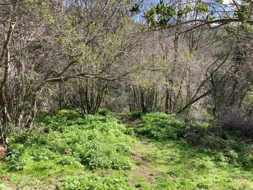 Sitio En Venta En Curacaví