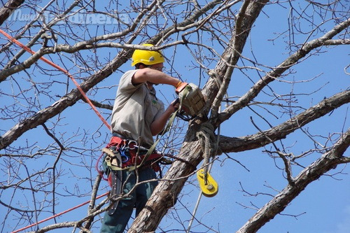 Servicio De Jardinería Integral1158437820multinivel