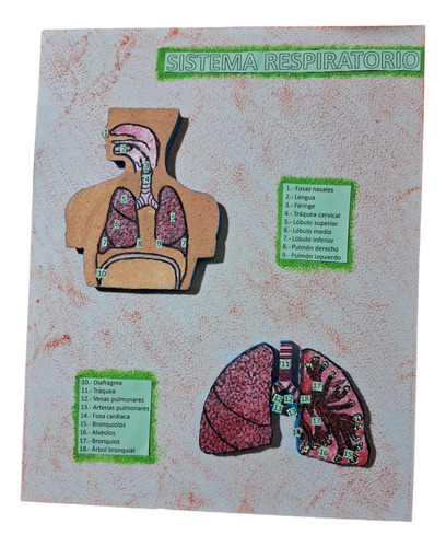 Maqueta Sistema Respiratorio