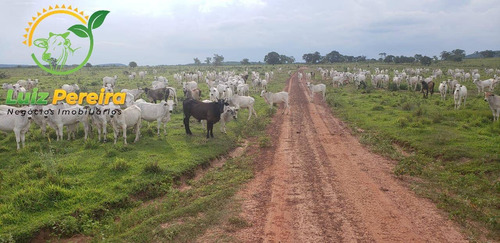 Imagem 9 de 14 de Fazenda À Venda Em Anastácio - Ms - De 510 Hectares (dupla Aptidão) - 1790