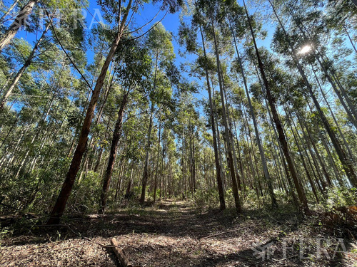 Venta De Campos En Santa Rosa - Concepción - Corrientes (31546)