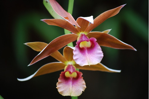 Orquídea Phaius Tankervillae | MercadoLibre