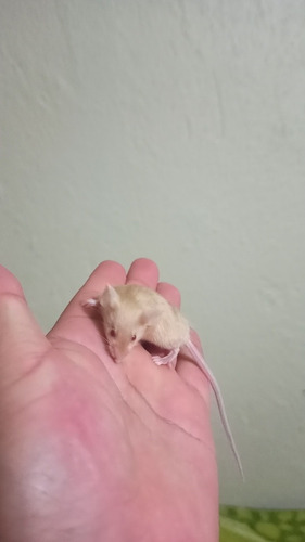Ratones Mascota