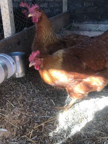 Imagen 6 de 10 de Huevos Fértiles De New Hampshire
