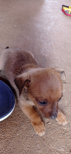 Imagem 2 de 2 de Animais