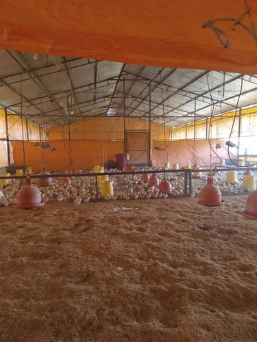 Imagen 2 de 20 de Granja De Gallinas Ponedoras Valencia Edo Carabobo