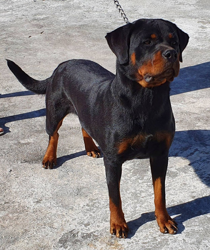 Filhotes De Rottweiler Hillux/corola/sw4