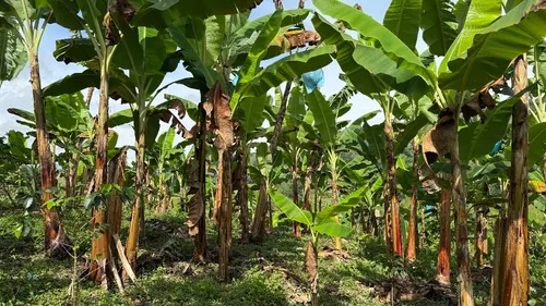 Finca Cafetera En Venta Calarca 14 Cuadras