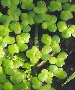 Pack Plantas Flotantes Lemna Minor Y Major - Porcion 30x30