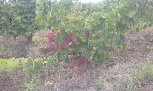 Imagen 4 de 24 de Finca Organica En San Rafael, Mendoza , Ideal Inversor!!