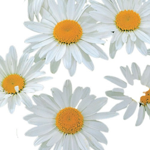 40 Sementes De Shasta Daisy Alaska Flor Margarida