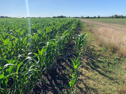 Campo En Venta En Paysandú Ref. 1695