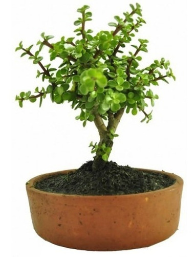 Bonsai Jade Hembra