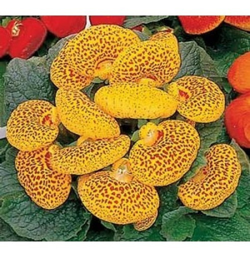 5 Sementes De Sapatinho De Vênus Calceolaria Dainty V. Cores | MercadoLivre