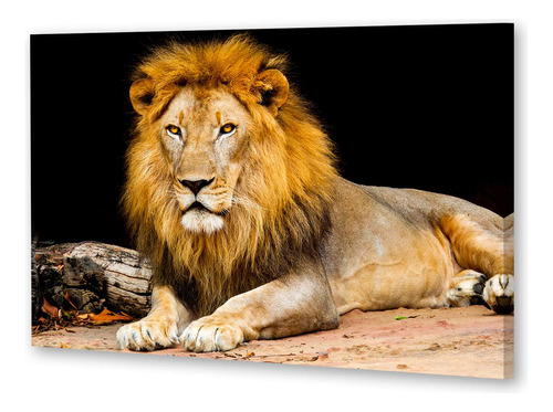 Cuadro Canvas Leones A5 Leon Rey Selva Fondo Negro