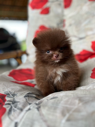 Pomerania Choco Mini Cara De Oso Chocolate