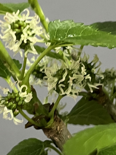 Bonsai Mora Flores Y Frutos N3 10 Añosmaceta Ceramica Esmalt