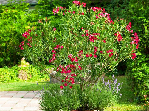 Adelfa, Adelfas, Laurel Rosa, Nerium Oleander 5lts