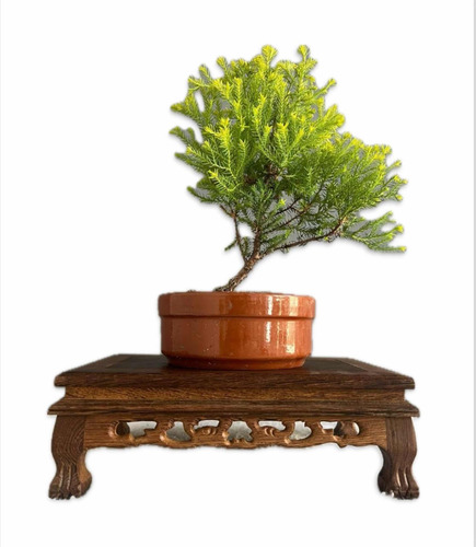 Bonsai Planta Arbol De La Vida Maceta Esmalta N2 8 Años!