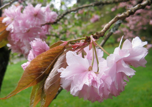 Cerezos Sakura Japoneses Ornamentales - Hermosos Mas De 1 Mt