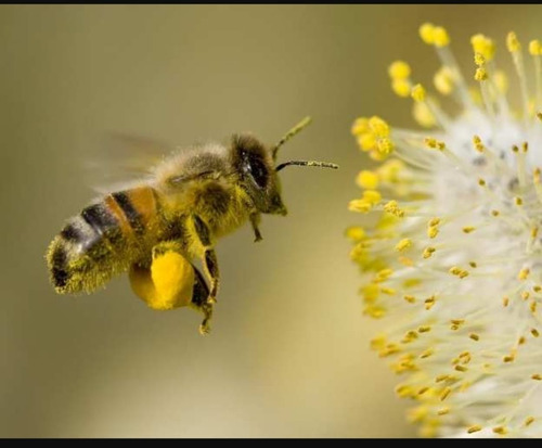 Pólen Apícola Desidratado 150g Nova Florada