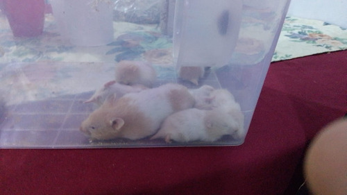 Vendo Hamster 