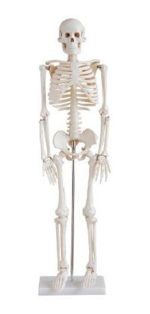 Modelo Esqueleto Humano De 85 Cm