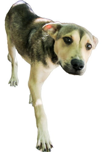 Alejo, Exageradamente Dulce Y Amoroso, Adopcion !!