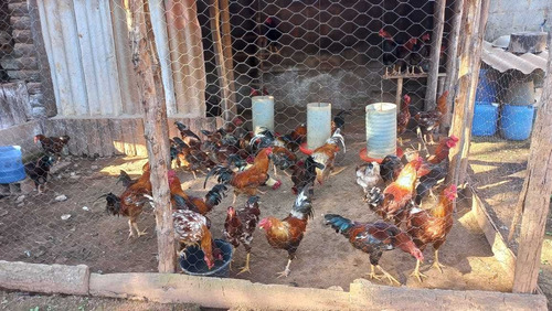 Imagem 2 de 4 de Criatório Viçosa - Vendo Ou Troco