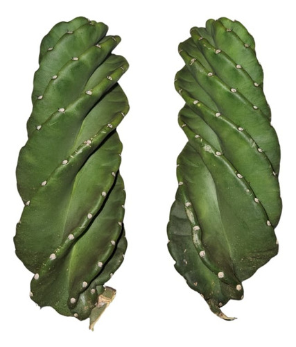 Kit 2 Estacas Cacto Parafuso
