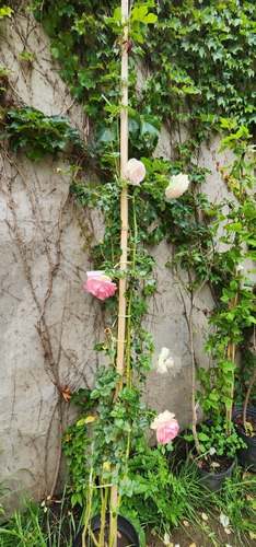 Rosa Pierre Ronsard Enredadera Trepadora 2m Premium Delviso