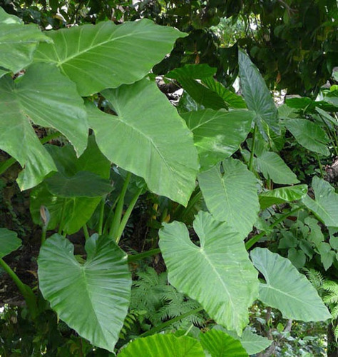 Hermosas Plantas De Alocacias (oreja De Elefante)