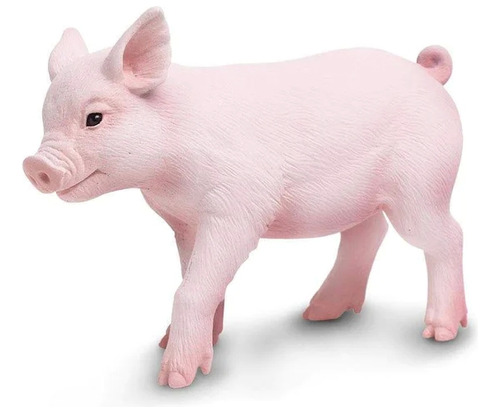 Safari Cerdito