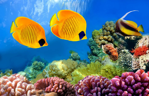 Cuadro 50x75cm Animales Acuaticos Peces Coral Mar Oceano M6