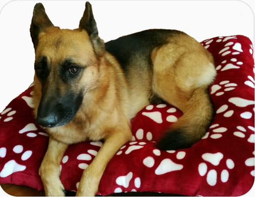 Cama Para Mascota Talla ( Xl ) Extra Grande Multivariedad.