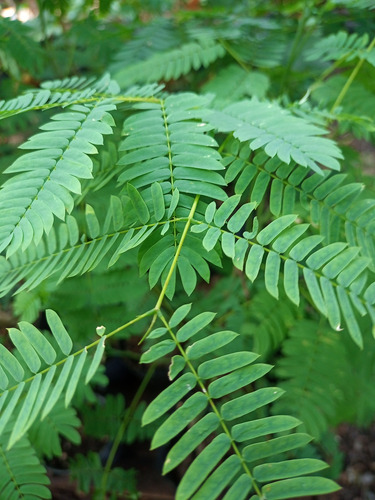 Árbol Timbó Colorado-pacará-oreja Negro-enterolobium
