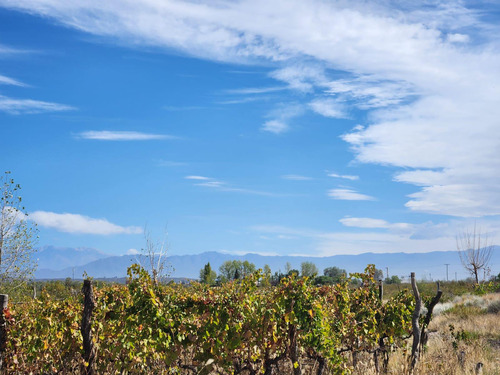 Bodega Y Finca En Venta