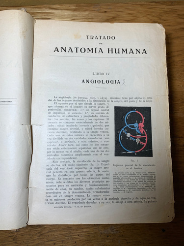 Tratando De Anatomía Humana, Segundo Tomo. 1933 (Usado)