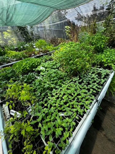 Bandeja Plantines Oregano