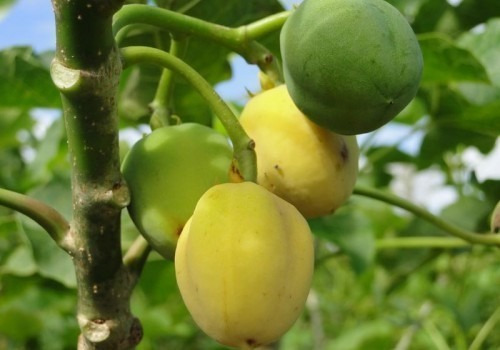 Esqueje O Planta De Piñon Manso, Jatrofa O Jatropha Curcas