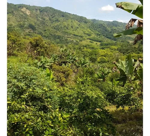 Vendo Finca Por El Trebol 7,5 Has (11,5 Cuadras) Chinchina