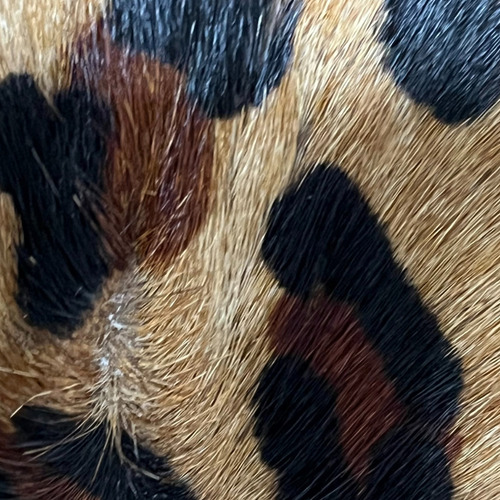 Tapete Sala Animal Print Leopardo - Sl1
