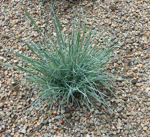 Planta Pasto Azul Festuca Glauca