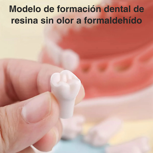 Paquete De Dientes 32 Dientes Tipodonto Con Destornillador Y Tornillos Modelos Anatomicos Para Nissin 32 Dientes Tipodonto