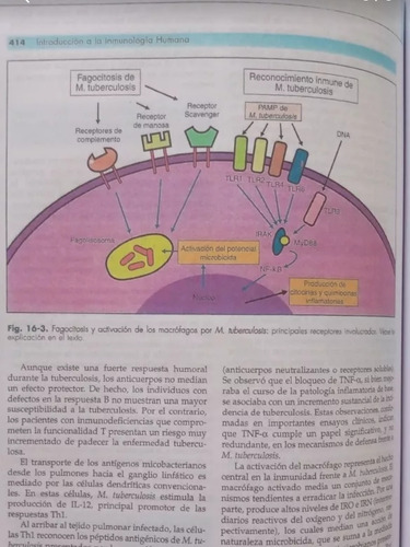 Inmunología Fainboim Geffner