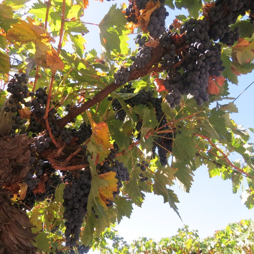 Imagen 3 de 14 de Vendo Finca 20 Hectareas Con Produccion De Viñedos Atuel Norte-san Rafael