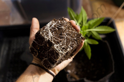 Imagen 9 de 10 de Maceta Roots House Inteligente Auto Poda 18 Litros Cogoshop