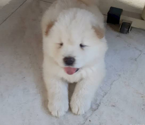 Imagem 1 de 1 de Vendo Chow Chow