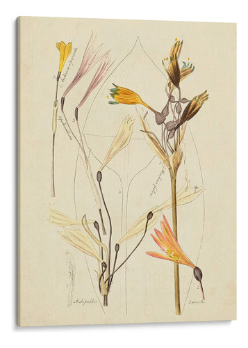 Canvas Lab Cuadro Bosquejo Botánico Antiguo Vi 75x100